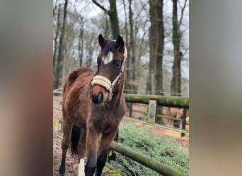 Oldenburger Springpferd, Stute, 3 Jahre, 162 cm, Brauner