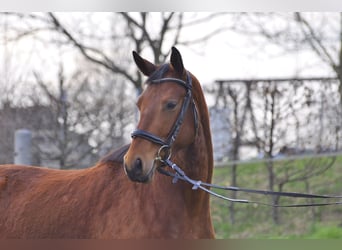 Oldenburger Springpferd, Stute, 3 Jahre, 163 cm, Brauner