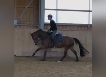 Oldenburger Springpferd, Stute, 3 Jahre, 164 cm, Brauner