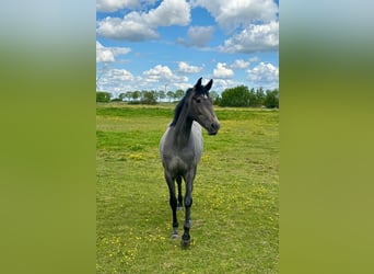 Oldenburger Springpferd, Stute, 3 Jahre, 164 cm, Schimmel