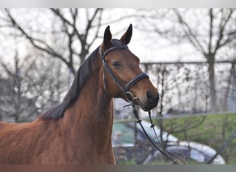 Oldenburger Springpferd, Stute, 3 Jahre, 165 cm, Brauner