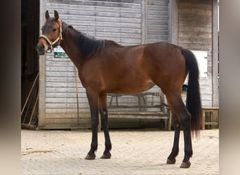 Oldenburger Springpferd, Stute, 3 Jahre, 165 cm, Brauner