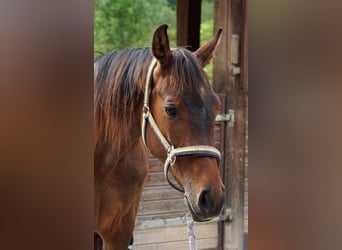 Oldenburger Springpferd, Stute, 3 Jahre, 165 cm, Brauner