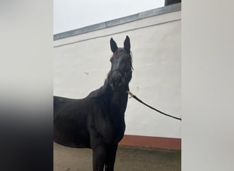 Oldenburger Springpferd, Stute, 3 Jahre, 165 cm, Rappe
