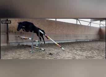 Oldenburger Springpferd, Stute, 3 Jahre, 165 cm, Rappe