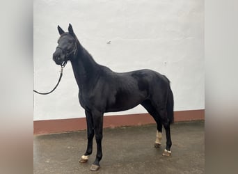Oldenburger Springpferd, Stute, 3 Jahre, 165 cm, Rappe