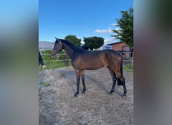 Oldenburger Springpferd, Stute, 3 Jahre, 166 cm, Brauner