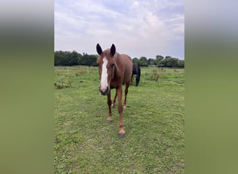 Oldenburger Springpferd, Stute, 3 Jahre, 167 cm, Fuchs
