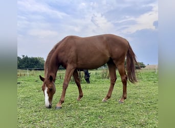 Oldenburger Springpferd, Stute, 3 Jahre, 167 cm, Fuchs
