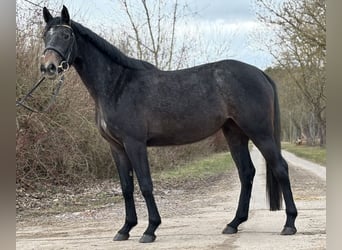 Oldenburger Springpferd, Stute, 3 Jahre, 167 cm, Schimmel