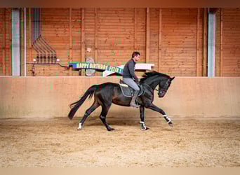 Oldenburger Springpferd, Stute, 3 Jahre, 168 cm, Dunkelbrauner