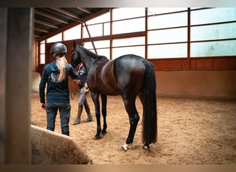 Oldenburger Springpferd, Stute, 3 Jahre, 168 cm, Dunkelbrauner