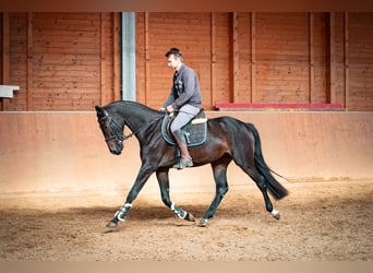 Oldenburger Springpferd, Stute, 3 Jahre, 168 cm, Dunkelbrauner