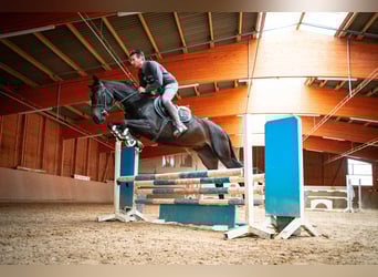 Oldenburger Springpferd, Stute, 3 Jahre, 168 cm, Dunkelbrauner
