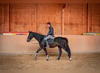 Oldenburger Springpferd, Stute, 3 Jahre, 168 cm, Dunkelbrauner