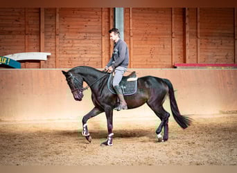 Oldenburger Springpferd, Stute, 3 Jahre, 168 cm, Dunkelbrauner