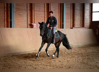 Oldenburger Springpferd, Stute, 3 Jahre, 168 cm, Dunkelbrauner
