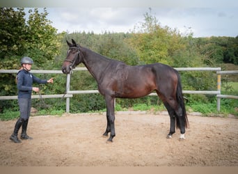 Oldenburger Springpferd, Stute, 3 Jahre, 168 cm, Dunkelbrauner
