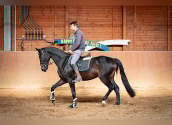 Oldenburger Springpferd, Stute, 3 Jahre, 168 cm, Dunkelbrauner