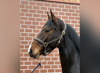 Oldenburger Springpferd, Stute, 3 Jahre, 168 cm, Dunkelbrauner