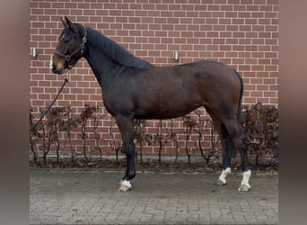 Oldenburger Springpferd, Stute, 3 Jahre, 168 cm, Dunkelbrauner