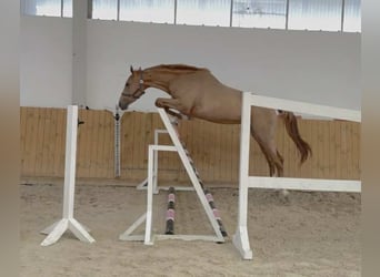 Oldenburger Springpferd, Stute, 3 Jahre, 169 cm, Fuchs