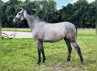Oldenburger Springpferd, Stute, 3 Jahre, 170 cm, Apfelschimmel