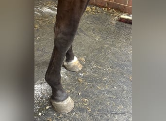 Oldenburger Springpferd, Stute, 3 Jahre, 170 cm, Brauner