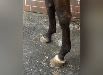 Oldenburger Springpferd, Stute, 3 Jahre, 170 cm, Brauner