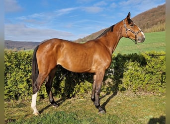 Oldenburger Springpferd, Stute, 3 Jahre, 170 cm, Brauner