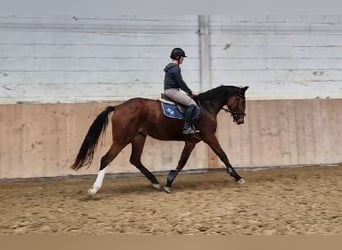 Oldenburger Springpferd, Stute, 3 Jahre, 170 cm, Brauner