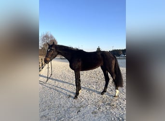 Oldenburger Springpferd, Stute, 3 Jahre, 170 cm, Dunkelbrauner