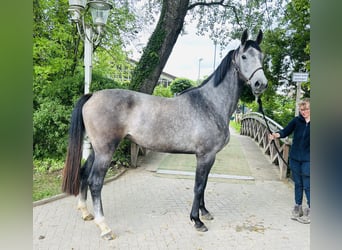 Oldenburger Springpferd, Stute, 3 Jahre, 170 cm, Schimmel