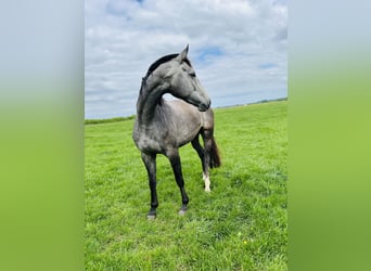 Oldenburger Springpferd, Stute, 3 Jahre, 170 cm, Schimmel