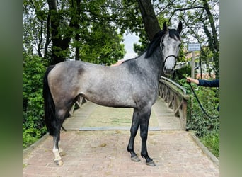 Oldenburger Springpferd, Stute, 3 Jahre, 170 cm, Schimmel