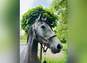 Oldenburger Springpferd, Stute, 3 Jahre, 170 cm, Schimmel