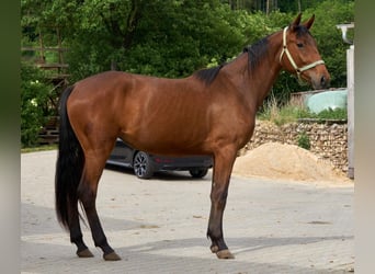 Oldenburger Springpferd, Stute, 3 Jahre, 172 cm, Brauner