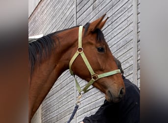 Oldenburger Springpferd, Stute, 3 Jahre, 172 cm, Brauner