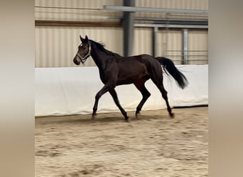 Oldenburger Springpferd, Stute, 3 Jahre, 177 cm, Dunkelbrauner