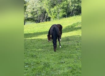 Oldenburger Springpferd, Stute, 3 Jahre, Brauner