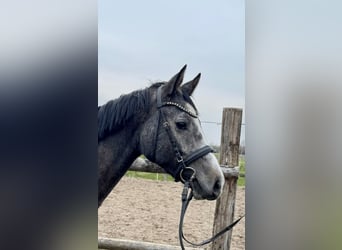 Oldenburger Springpferd, Stute, 3 Jahre, Schimmel