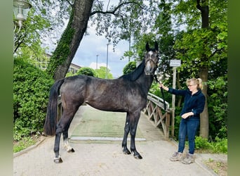 Oldenburger Springpferd, Stute, 3 Jahre, Schimmel