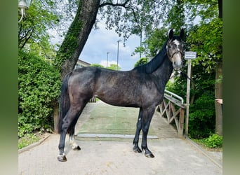 Oldenburger Springpferd, Stute, 3 Jahre, Schimmel