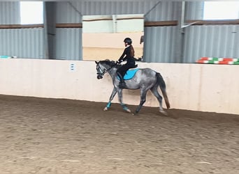 Oldenburger Springpferd, Stute, 4 Jahre, 148 cm, Schimmel