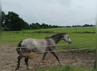 Oldenburger Springpferd, Stute, 4 Jahre, 150 cm, Schimmel