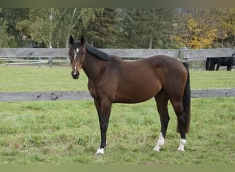 Oldenburger Springpferd, Stute, 4 Jahre, 158 cm, Brauner