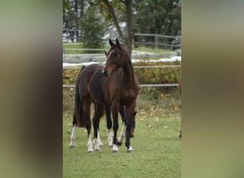 Oldenburger Springpferd, Stute, 4 Jahre, 158 cm, Brauner