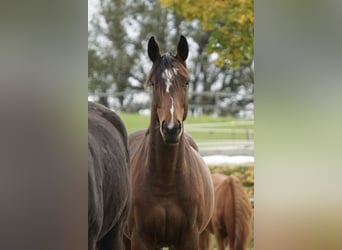 Oldenburger Springpferd, Stute, 4 Jahre, 158 cm, Brauner