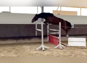 Oldenburger Springpferd, Stute, 4 Jahre, 158 cm, Brauner