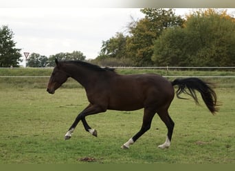 Oldenburger Springpferd, Stute, 4 Jahre, 158 cm, Brauner